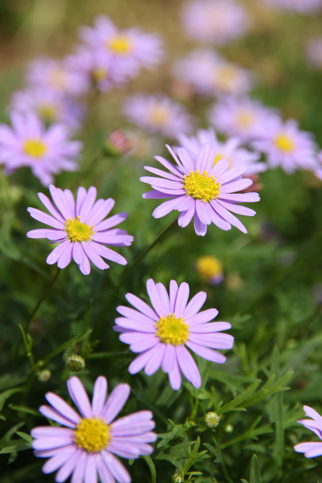 お花の写真集 ブラキカム
