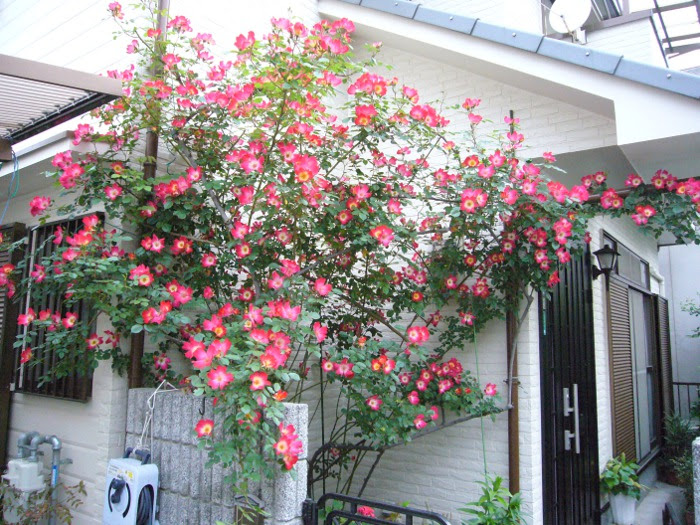 うちのカクテル お酒でなくて つるバラの 大阪の桐たんす職人 喜んでハマる