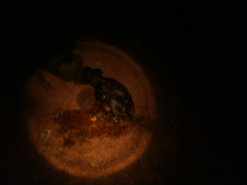 Yippee Skippy born by flashlight