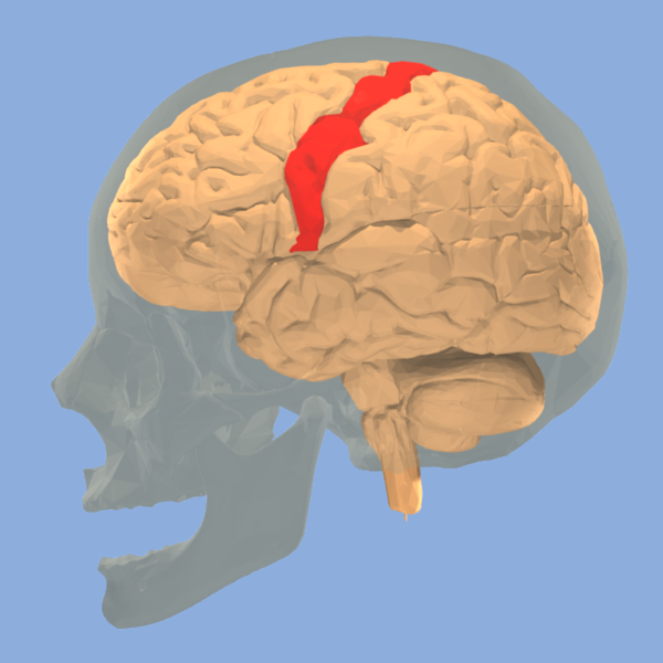 precentral gyrus depiction