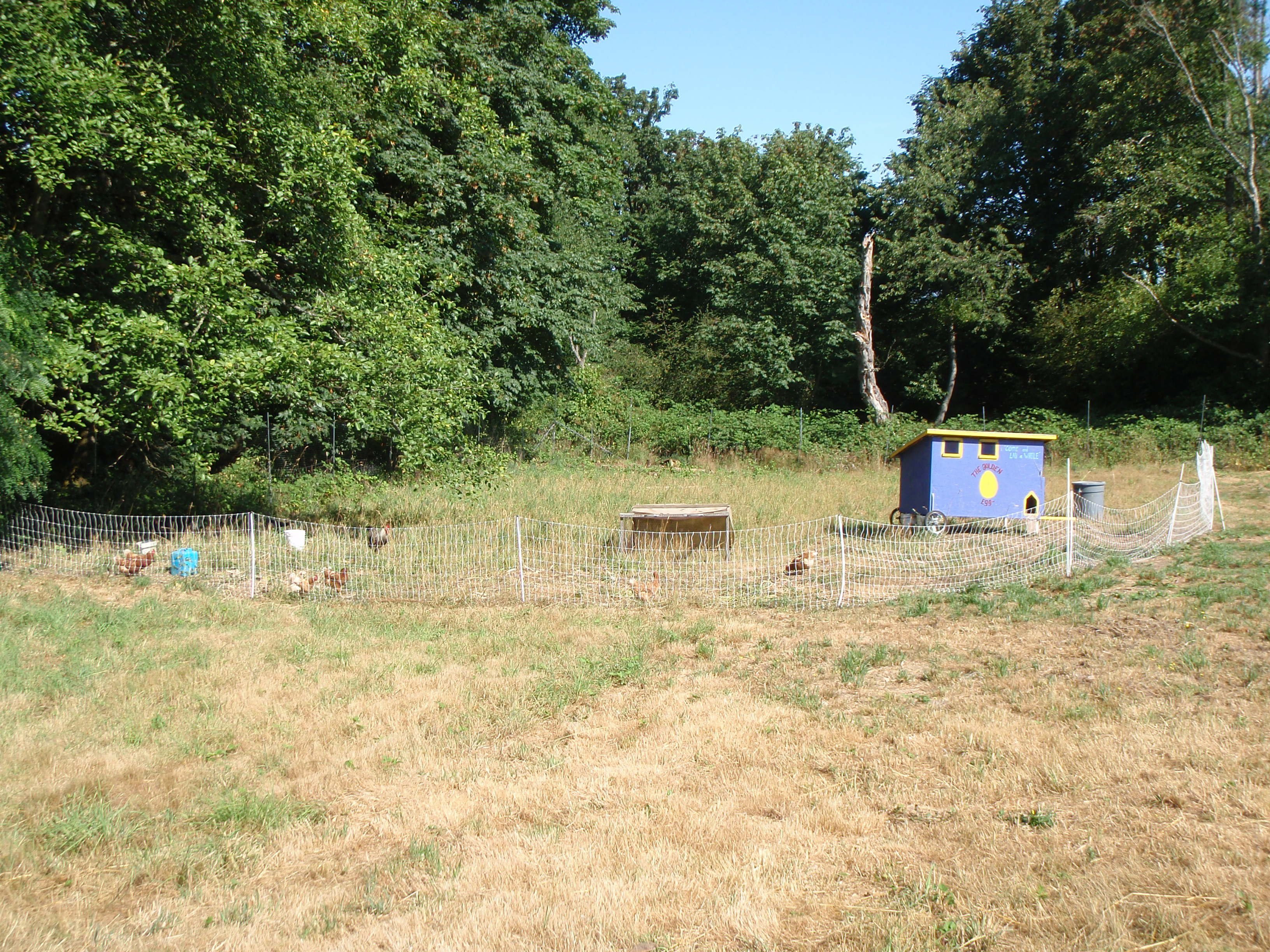 raising chickens in paddocks