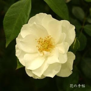 バラ アイスバーグ Rose Iceberg フロリバンダ 2500品種の薔薇を作出者 交配親などのデータと美しい写真で紹介する花の手帖のwebバラ図鑑