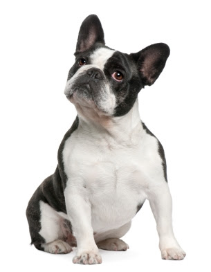 French Bulldog  Dog Breed Health