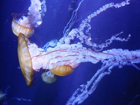 仙台うみの杜水族館 の前に山形 クラゲドリーム館 に とうほく見所より所