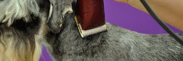 Schnauzer Cut Pattern Download Youtube Mp3 and Mp4