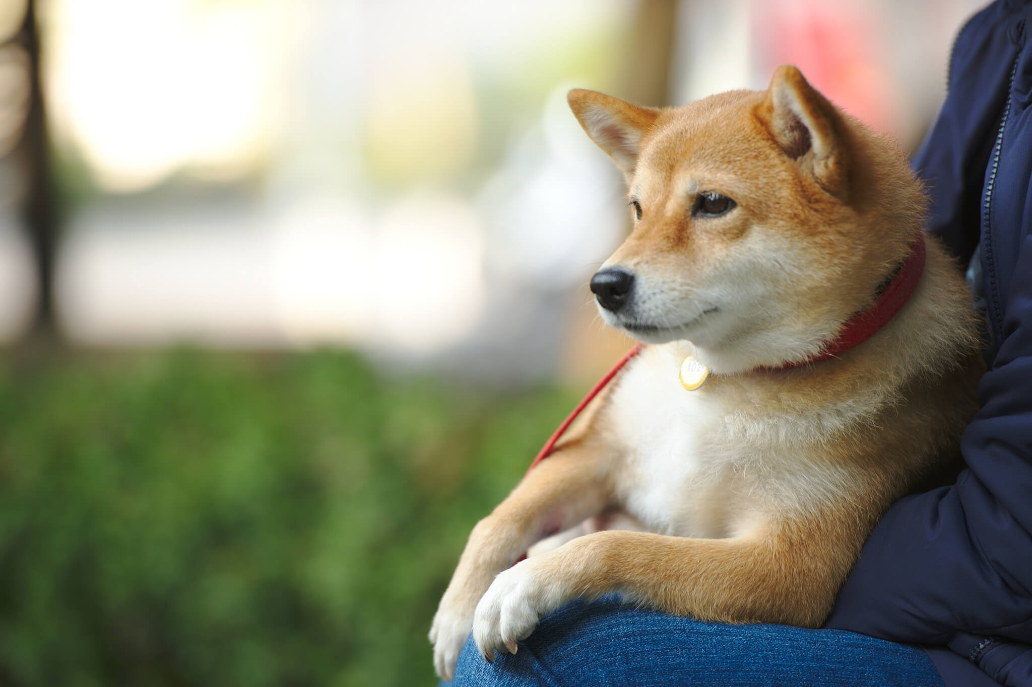 本日の癒し犬 Vol 93 犬ジャーナル