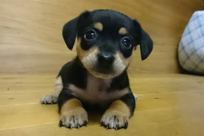 かわいい 人気のミックス犬をご紹介 ペットの窓口マガジン