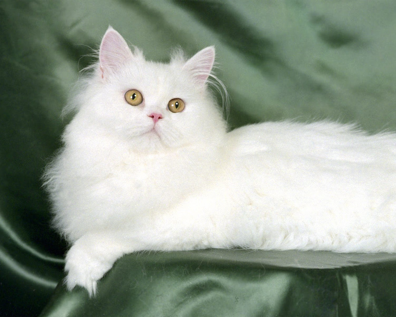 wallpaper kitten