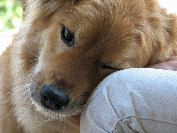 西神戸の犬の幼稚園 わんこのサービス Cliff