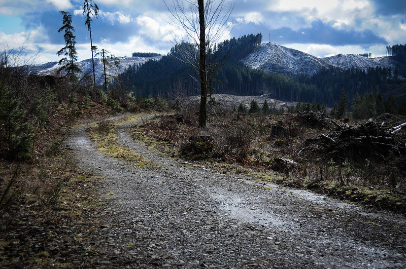 Timber Logjam-35.jpg