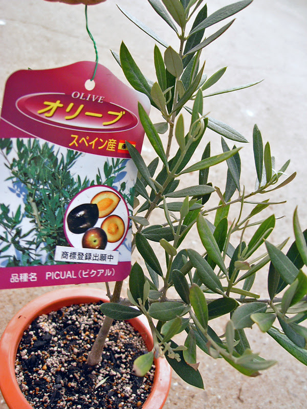 オリーブの木 品種の特徴 解説