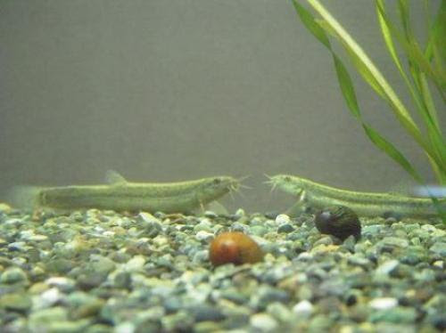 ドジョウ飼育6年目 出目金魚ぶろぐ 楽天ブログ