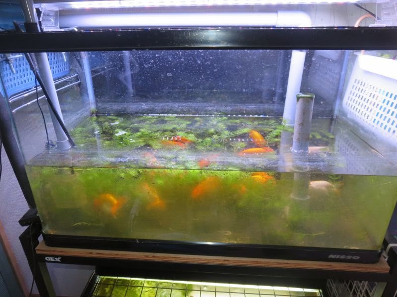らんちゅう水槽水替え 金魚 夢日記