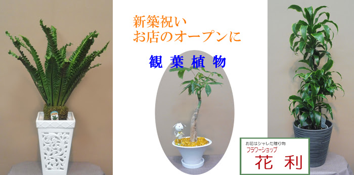 大阪 羽曳野 フラワーショップ花利 ｆｌｏｗｅｒ ｓｈｏｐ ｈａｎａｔｏｓｈｉ ホーム