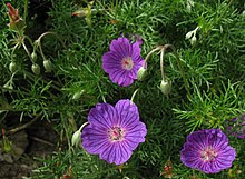 external image 220px-Geranium_incanum_9159s.jpg