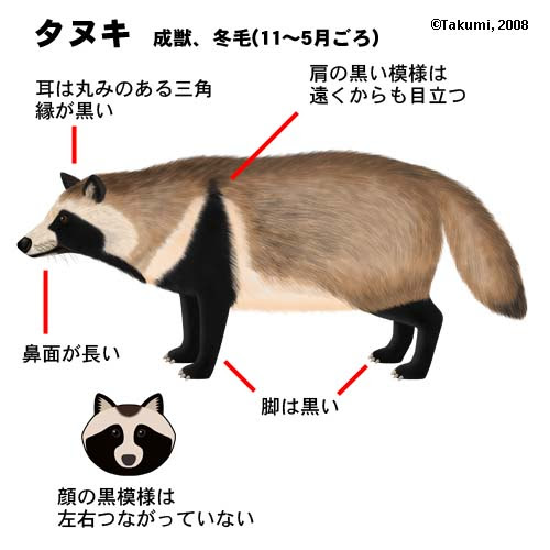 東京タヌキ探検隊 タヌキ それともハクビシン アライグマ