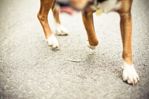 doggy feet