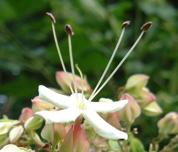 道ばたの雑草 野草 １７ たくましい花