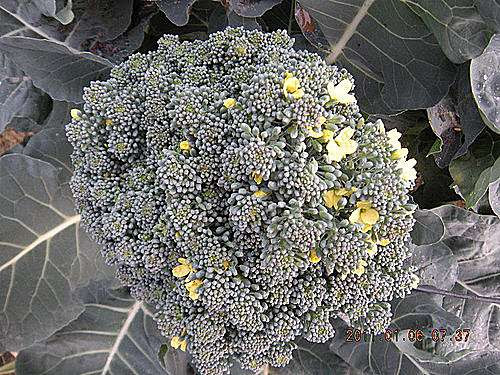 青花菜 開黃花 Yu 的部落 痞客邦