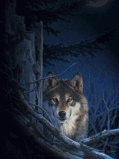 Lobo