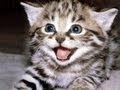 Crying Cat Meme Hello Kitty