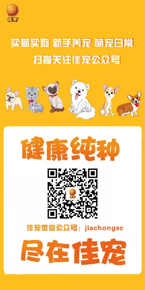 养猫手册 英短蓝白猫如何饲养 佳宠 广州最大的线上宠物店