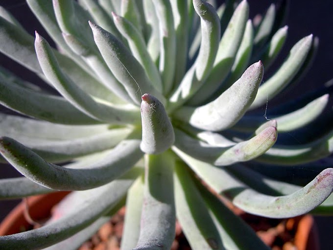 Dewalt New Tools Coming Soon : Crassula "Buddha's Temple" - Cactus Jungle / Here are some of the b.