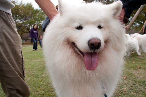 気ままな休日３ 白犬もふもふ会
