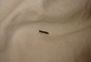 Mosquito Bite vs. Bed Bug Bite vs. Spider Bite | reComparison
