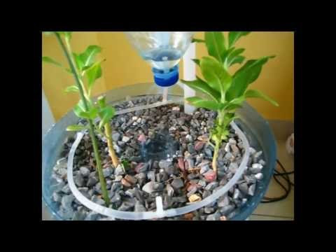 DIY Aquaponics System