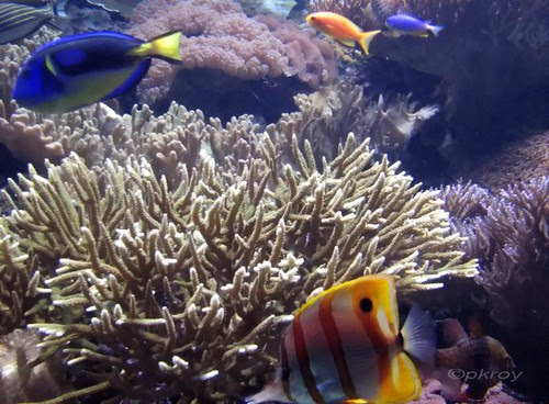 Corals and undersea flora and fauna including colourful ornamental fishes