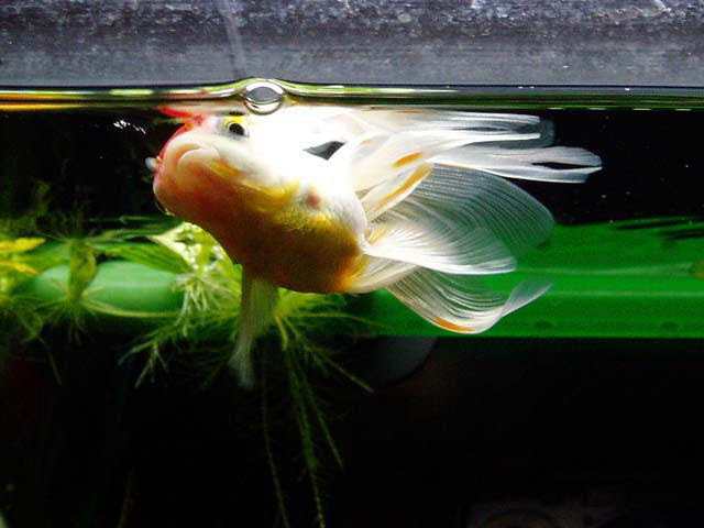 金魚が逆さまになって水面近くを泳いでいる 深刻な病気 治療法は 自己解決ねっと