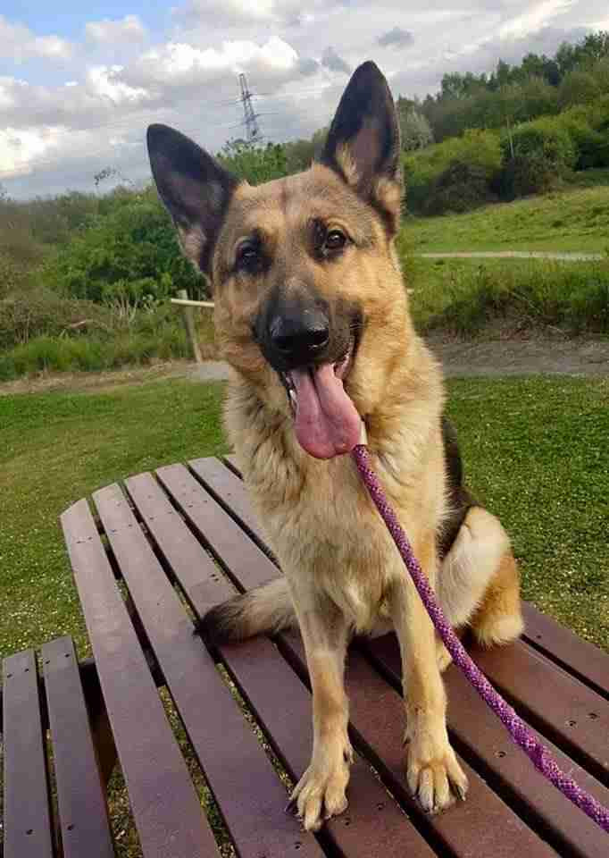 german shepherd puppies for adoption in nj - We offer to help struggling rescue organizations by providing free consulting in best practices