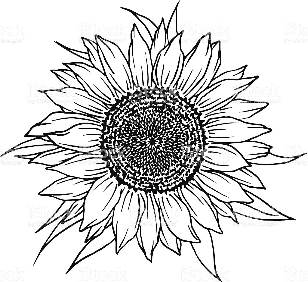 Download Sunflower Vector Free at GetDrawings | Free download
