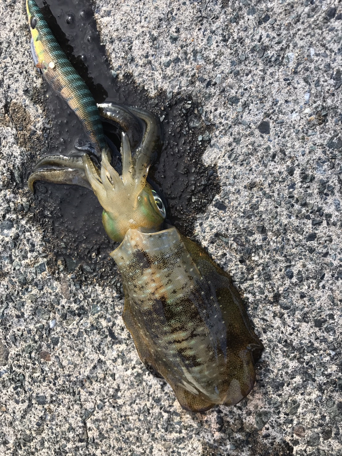 日本海福井の夏イカエギングアオリイカ釣果 ８月 ヒラマサとアオリイカを求めて
