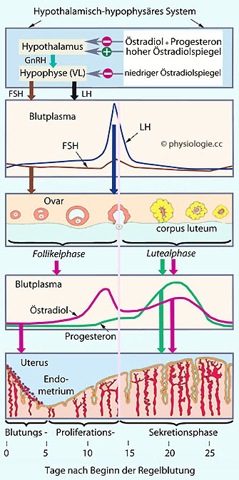 Physiologie Des Zyklus Der Frau