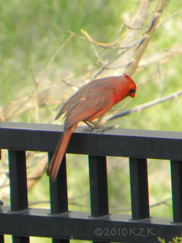 DSCN4758 Cardinal