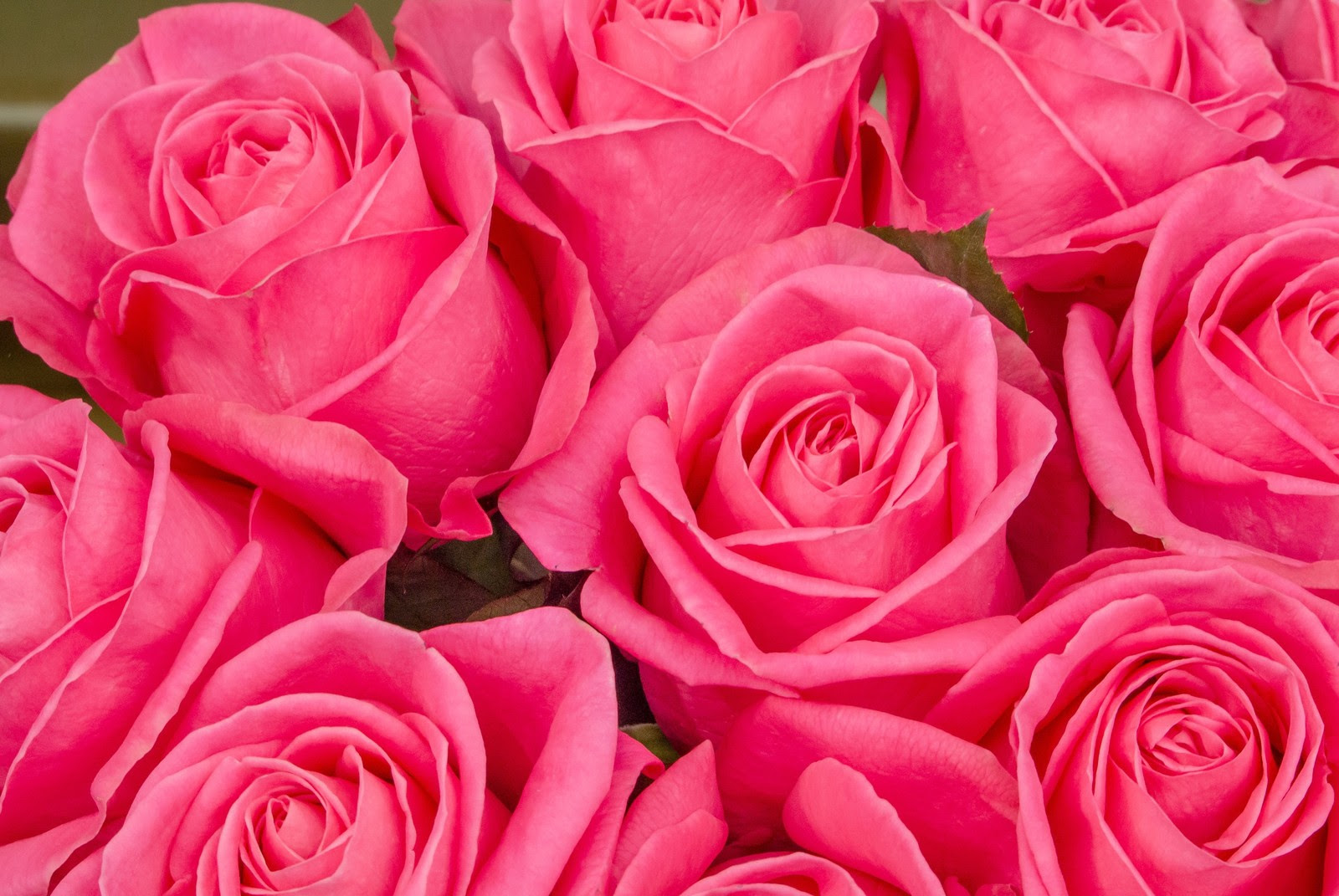 バラ 薔薇 の花言葉を本数別に意味を紹介 花束で差をつける方法 金魚のおもちゃ箱