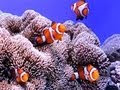 ニモ モデル 魚 333687-ニモ ���デル 魚