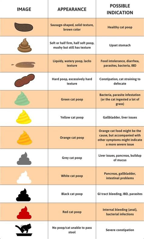  importance of cat poop color chart understanding felines