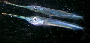 兵庫県淡路島の海の魚