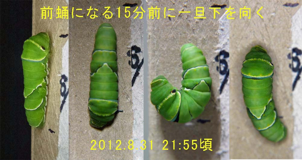 ナミアゲハの終齢幼虫がさなぎになるまでの写真 オリーブ吹田