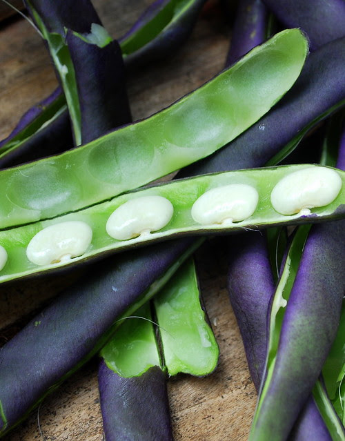 Purple beans 1