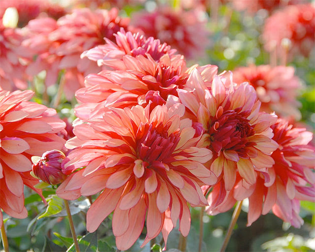 Top 10 Summer Flowering Bulbs to Plant in Spring Farmer
