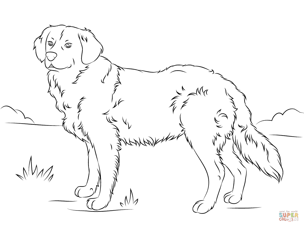 Golden retriever dog coloring pages