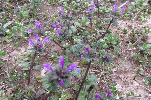 畑の草が勢いを付けて緑が濃くなりつつある 稲作農家は毎日を楽しく がん には負けないぞ 笑