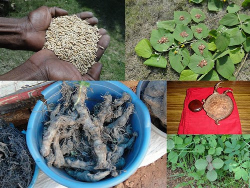 Medicinal Rice Formulations for Diabetes Complications and Heart Diseases (TH Group-59) from Pankaj Oudhia’s Medicinal Plant Database by Pankaj Oudhia