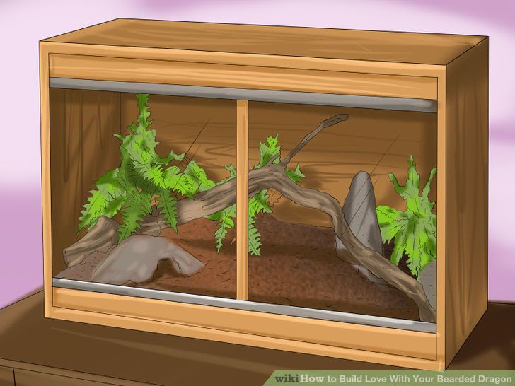 Build Love With Your Bearded Dragon Step 1 Version 2.jpg