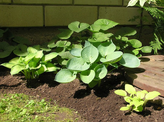 Hosta 'Paradigm', 'Abiqua Drinking Gourd' & 'Ausust Moon'