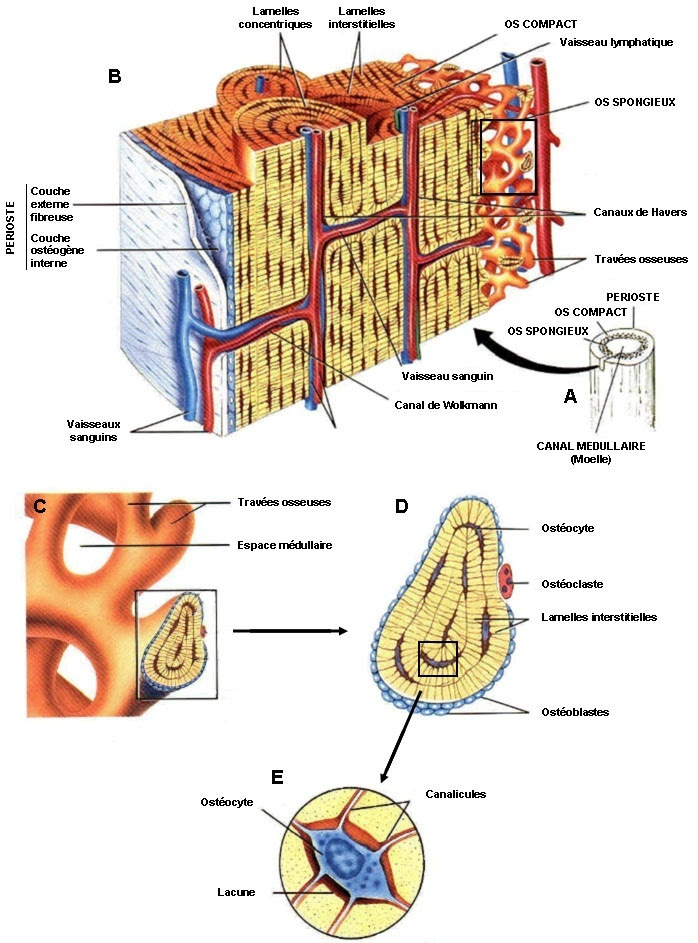 Structure lamellaire de l’os cortical et trabéculaire